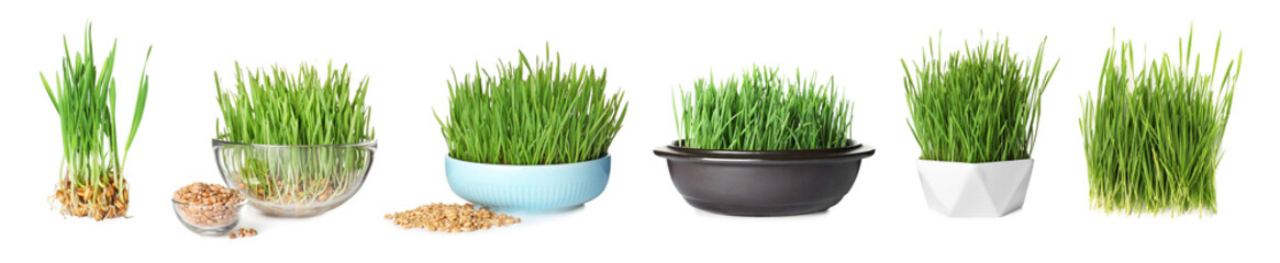 Set with fresh wheat grass on white background. Banner design