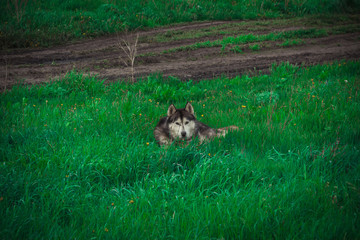 Siberian husky dogs on a walk in the countryside in summer