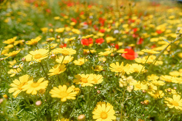 Spring flower field and blue sky.