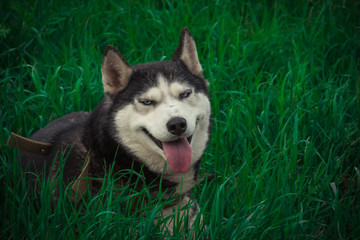 Siberian husky dogs on a walk in the countryside in summer