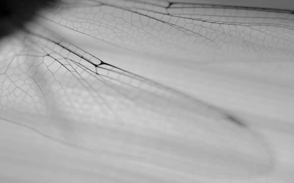 close up of a wing dragonfly