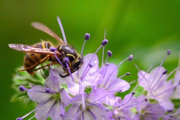 Bee pollinates flowers. Wasp sits on flowering plant. Spring flowering. Concept on Bee Protection, Organic Farming. Blooming garden with insects collecting nectar ..from honey inflorescences.