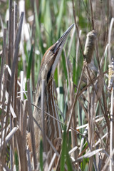 American Bittern classic pose