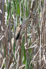 American Bittern classic pose
