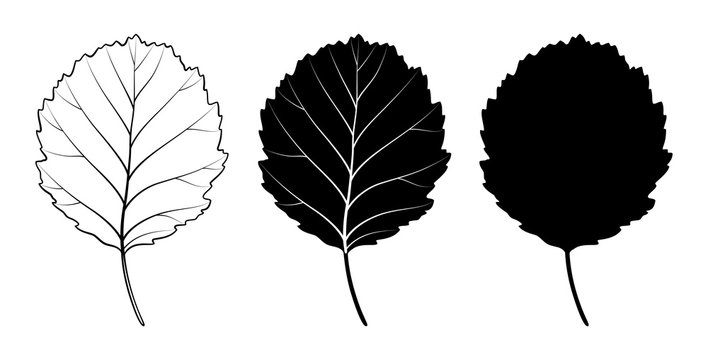 Alder tree leaf. Vector illustration. Outline, silhouette, line art drawing