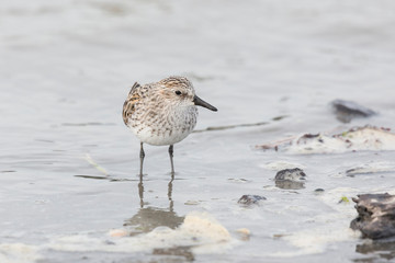 Semipalmated Sandpiper bird