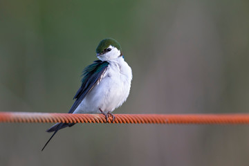 Violet green swallow