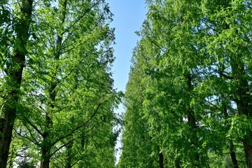 新緑のメタセコイア並木の情景