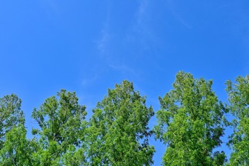 Obraz premium 青空バックに並ぶ新緑のメタセコイヤの情景