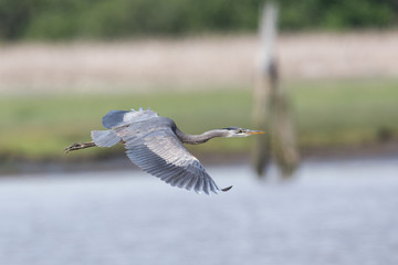 Great blue heron