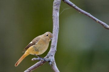 お気に入りの枝でくつろぐジョウビタキ メス