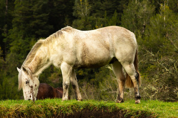 Obraz na płótnie Canvas grazing horse