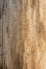 Trunk of dead tree without bark with traces of beetles. Natural wooden surface