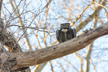 great horned owl
