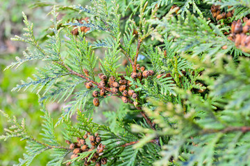 Cypress cedar tree branch with bunch of brown cones. Evergreen thuja bush