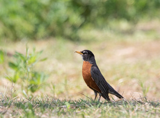 An American Robin on the grass in a marsh in Muskoka