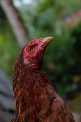 chicks and hens in the garden backyard