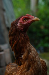 chicks and hens in the garden backyard