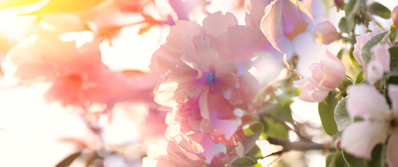 Blossoming pink sakura tree outdoors on spring day, closeup. Banner design