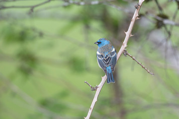 Male Lazuli bunting