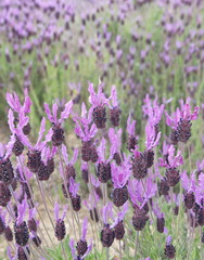 Spanish landscape with cantueso - spanish lavender, Lavandula pedunculata, Lavandula stoechas