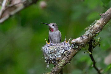 Annas hummingbird nest