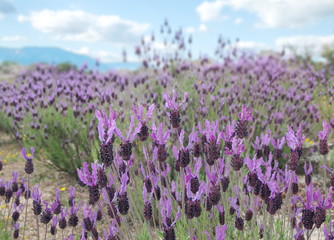 Fototapeta premium Spanish landscape with cantueso - spanish lavender, Lavandula pedunculata, Lavandula stoechas