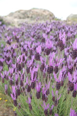Fototapeta na wymiar Spanish landscape with cantueso - spanish lavender, Lavandula pedunculata, Lavandula stoechas