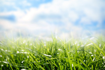 Green grass and blue sky on sunny day, closeup