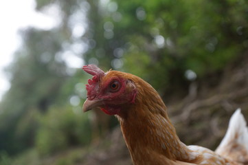 chicks and hens in the garden backyard