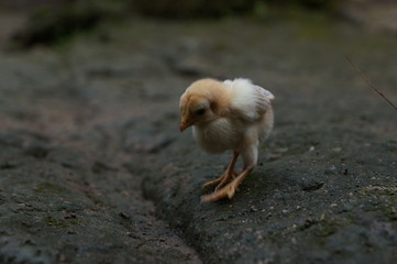 chicks and hens in the garden backyard