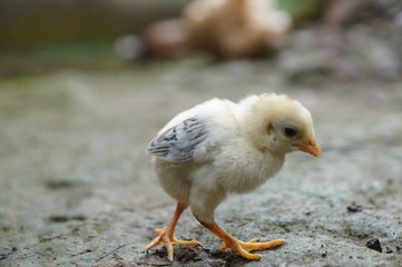 chicks and hens in the garden backyard