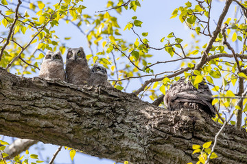 great horned owl