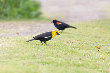 Yellow headed blackbird