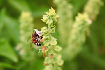 Bee on a flower