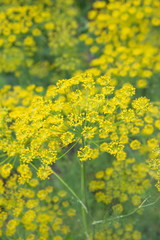 Obraz premium Flowering dill, garden of aromatic herbs, medicinal, spice plant