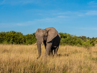 Bull Elephant in the Grass 001