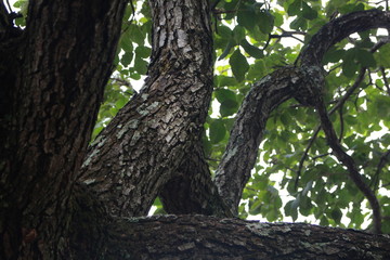 Obraz premium old tree trunk