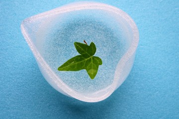 葉　アイビー　緑　癒し　水色