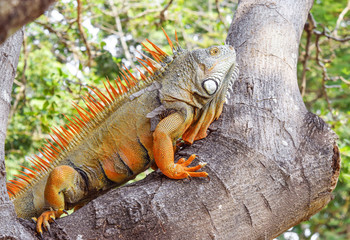 Iguana on the tree