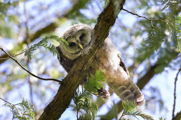 barred owl bird