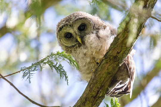 barred owl bird