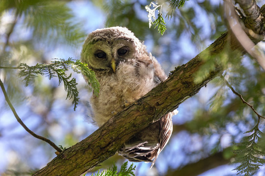 barred owl bird