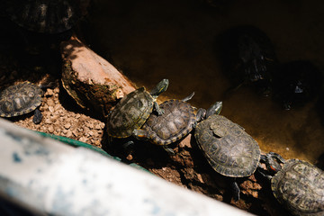 trapped turtles in a 