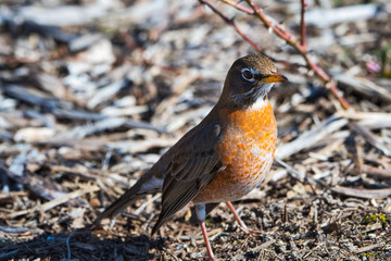 2020-05-25 A ROBIN ALONE ON THE GROUND NEAR SEATTLE WASHINGTON