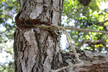 rope kills tree