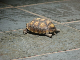 turtle on the ground