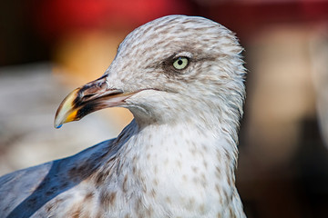 Seagull head close up portrait. Beautiful bird close up.