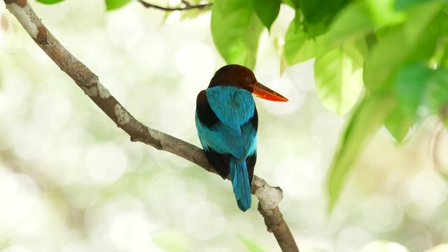 White-throated  Kingfisher on the branch, also known as the white-breasted kingfisher, tree kingfisher, distributed in Asia.
