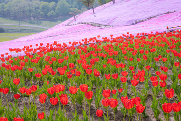 北海道遠軽町の芝桜とチューリップ